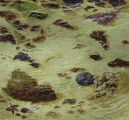 Beach Shallows