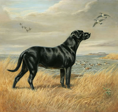 Black Lab on the Shore