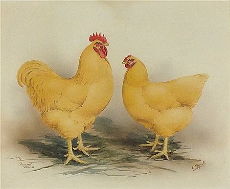 A pair of Buff Plymouth Rock fowl