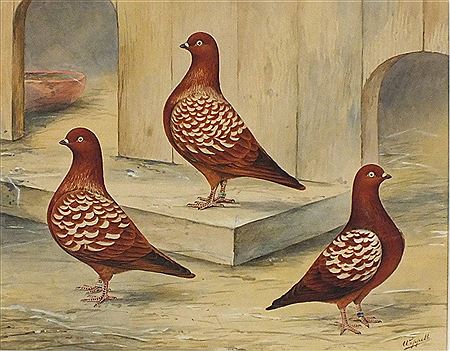 "Dark Mottled Tipplers"