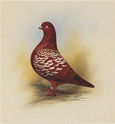 "Dark Mottle Tippler Cock"