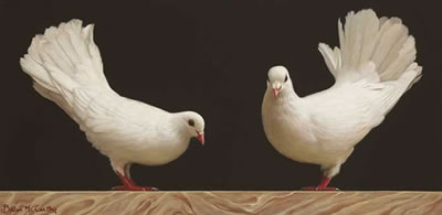 FANTAIL PIGEONS