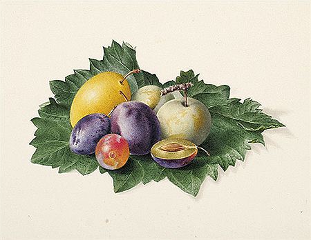 Weinblatt mit Früchten by Friedrich August Schlegel - Auction record, sale price, and art valuation. Compare with similar artists and explore comparable artworks.