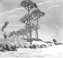 Trees by a Beach