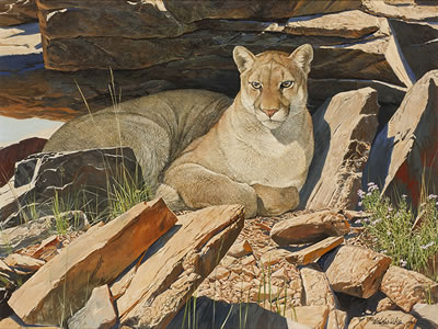 Mountain Lion