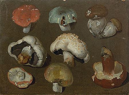STUDY OF MUSHROOMS