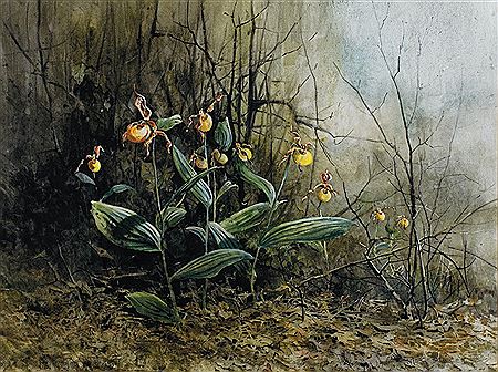 Yellow Lady Slippers