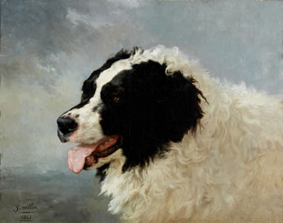A head of a Landseer Newfoundland