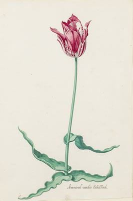 Three botanical studies of tulips: Kleuren de Meester; Ammirael van der Schellinck; Sent ost Perel