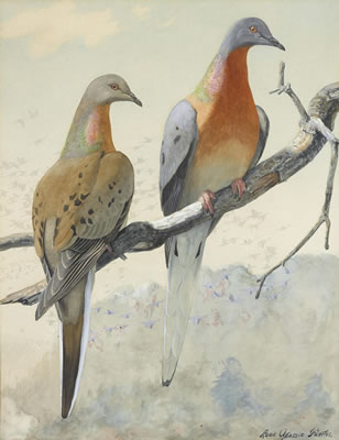 A pair of passenger pigeons accompanied by a second work (group of 2) by Louis Agassiz Fuertes - Auction record, sale price, and art valuation. Compare with similar artists and explore comparable artworks.
