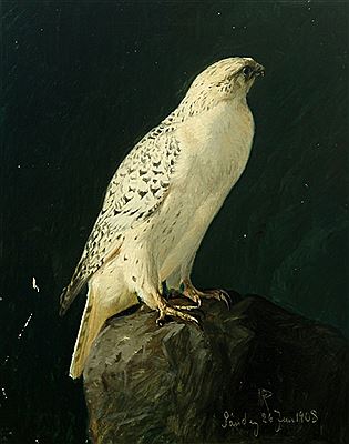 Icelandic falcon.