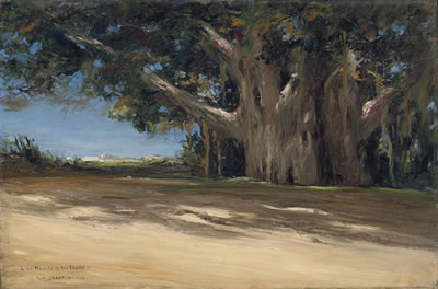 "Les Sycomores du Vieux Caire (Old Cairo's Sycamore Trees)"