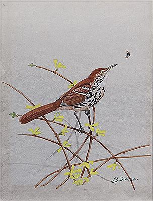 BROWN THRASHER ON FORSYTHIA, 1967