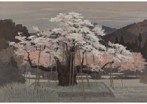 Cherry blossom at dawn