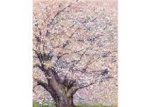 Cherry blossom