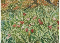 Tulip