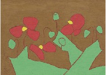 Corn poppy