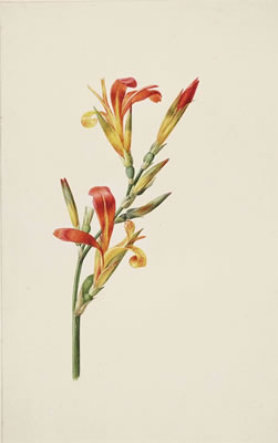 Studies of Canna Indica; and the blooms of two other flowers (pl. 16) (3)
