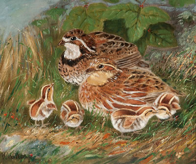 Bobwhite Quail Chicks