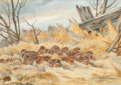 Covey of Bobwhite Quail
