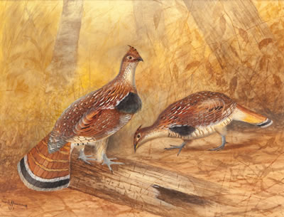Ruffed Grouse