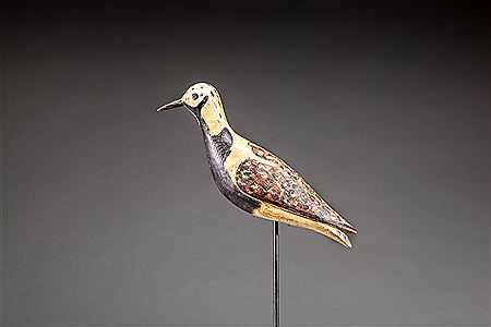 Ruddy Turnstone