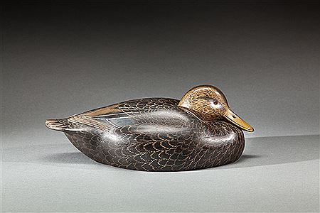 Resting Black Duck