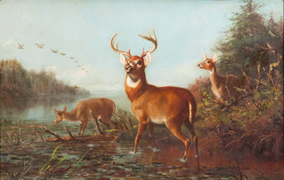 Deer