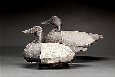 Canvasback Pair