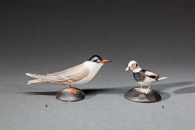 Miniature Wilson's or Common Tern