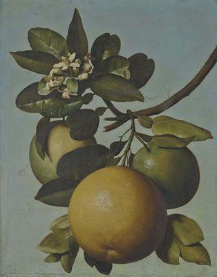 Etude de pamplemousses by Michel Garnier - Auction record, sale price, and art valuation. Compare with similar artists and explore comparable artworks.