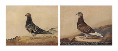 Prize racing pigeons: 'Brownie' and 'Fifty Two' (2)