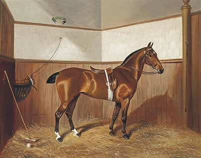 Jessie the polo pony