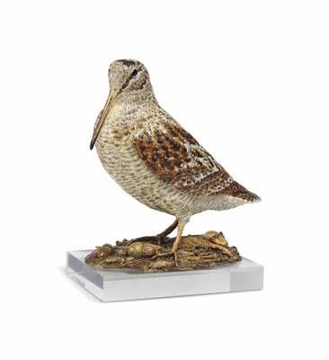 Woodcock in leaf litter