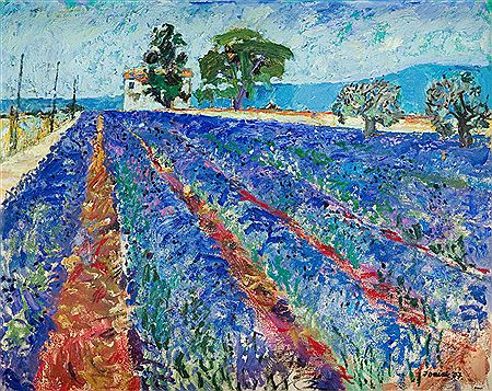 Lawenda w Luberon V