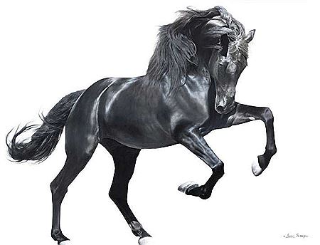 The Black Stallion