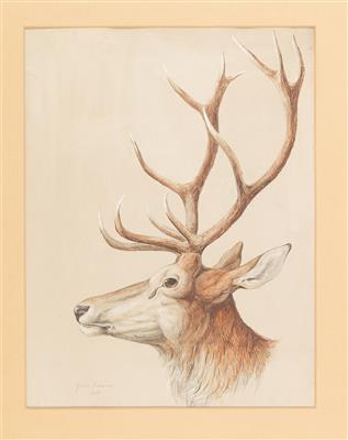 The head of a twelve-pointer and a fallow buck (2)