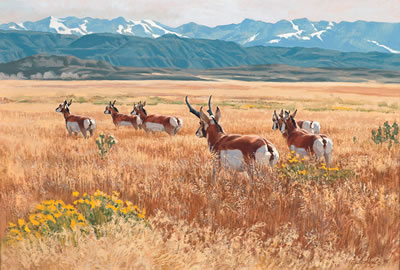 Pronghorn Antelope