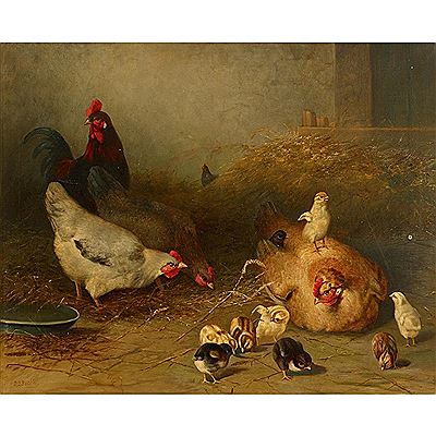 Rooster and chickens