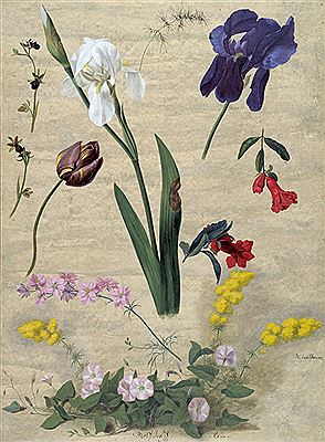 Studienblatt mit Mimosen, Iris und Buschwinden