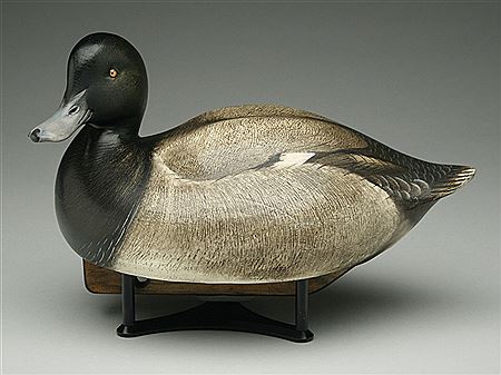 Bluebill drake