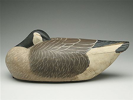 Rare sleeping Canada goose