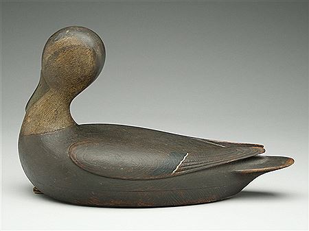 Breast preening black duck