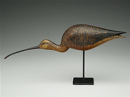 Feeding curlew
