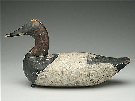 Rare highhead canvasback drake