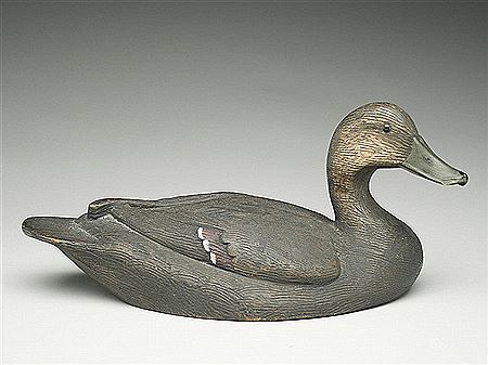 Exceptional black duck