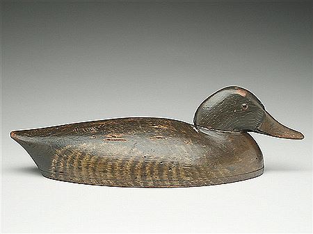 Lowhead black duck