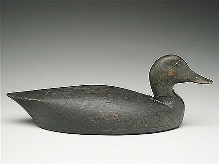 Black duck