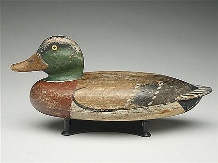 Mallard drake