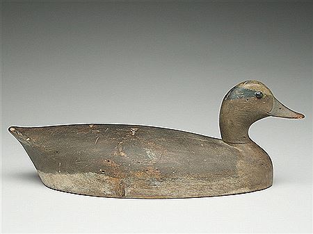 Widgeon drake